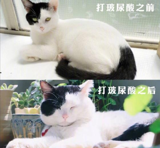 热门话题流浪猫日常小说,流浪猫的温馨生活记