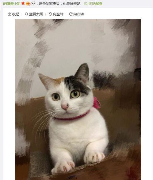 热门话题流浪猫日常小说,流浪猫的温馨生活记