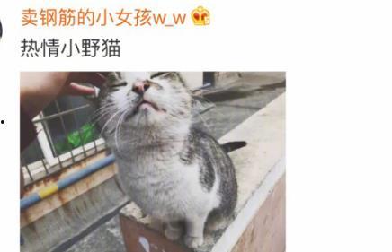热门话题流浪猫日常小说,流浪猫的温馨生活记