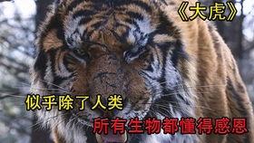 老虎电影,丛林霸主的风云际会