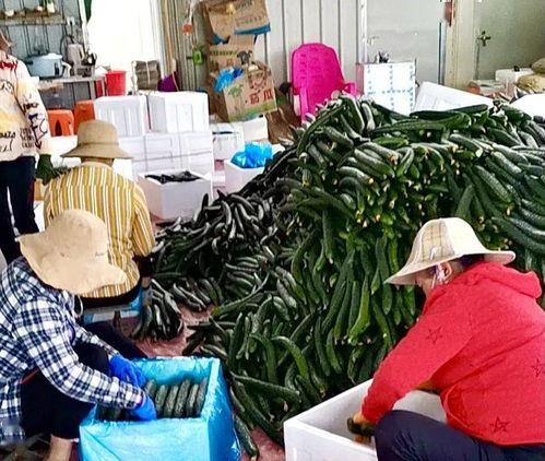 今日崖州区瓜菜收购价格,今日收购价格喜人