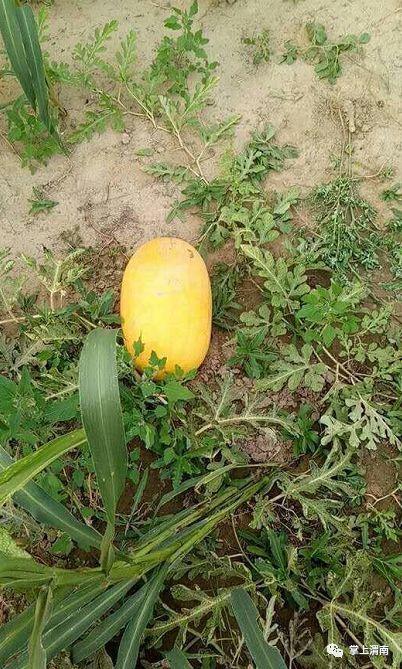 今日黄皮瓜批发价格表