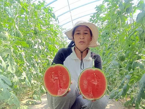 中牟县小吊瓜今日价格表