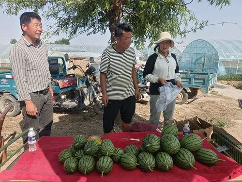 中牟县小吊瓜今日价格表