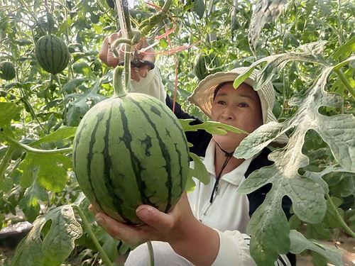 周口小吊瓜今日行情最新消息,今日价格走势分析