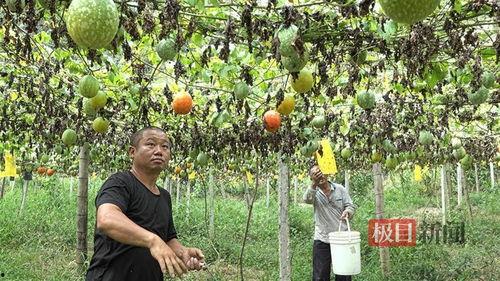 周口小吊瓜今日行情最新消息,今日价格走势分析