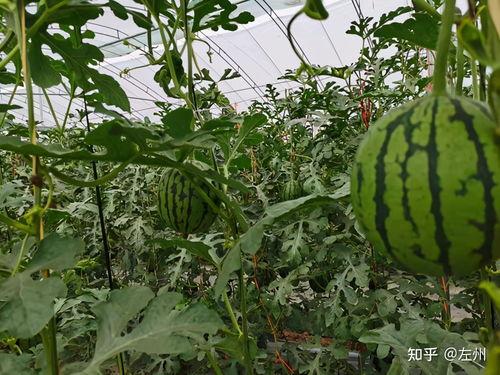 周口小吊瓜今日行情最新消息,今日价格走势分析