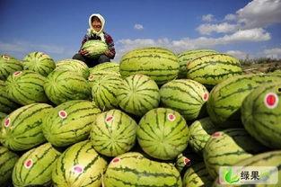 今日万邦硒砂瓜价格表,今日市场行情一览