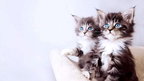 猫瓜草今日价格多少钱一斤,价格多少钱一斤？