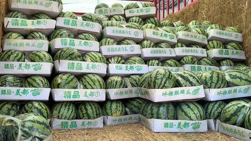 麒麟瓜今日零售价格多少,品质之选，价格亲民