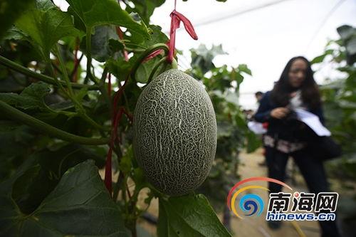 乐东佛罗哈密瓜今日报价,价格行情一览