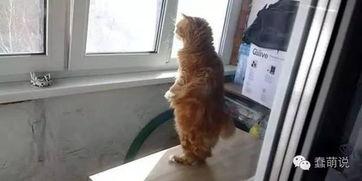 明星网红死了被猫吃了,揭秘明星网红离奇死亡之谜