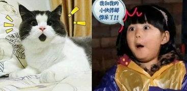 明星网红死了被猫吃了,揭秘明星网红离奇死亡之谜