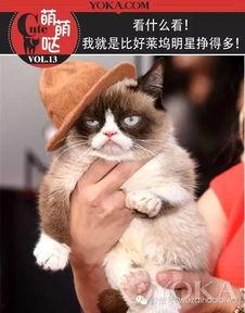 明星网红死了被猫吃了,揭秘明星网红离奇死亡之谜