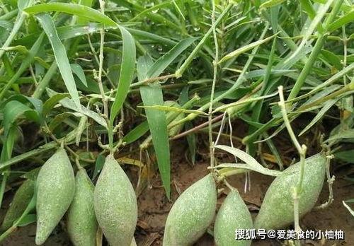 地梢瓜今日收购价格表,市场行情实时更新”